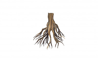 Bare root plants are plants that are sold without soil around the roots. These are usually deciduous trees and plants such as forest species, hedging plants and several species of young trees. The roots are far more susceptible to dehydration and extra care must be taken during transport and replanting. Bare root plants must always be planted during the winter dormancy period. This is often when they have dropped all their leaves. This period runs on average from November to April.