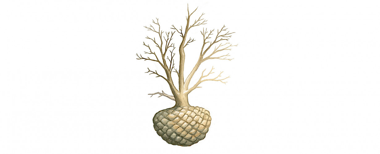 Large trees and solitary shrubs are removed from the ground with root ball, which is wrapped in a burlap sack. The root ball with sack is extra protected with a wire basket. On average, the planting time runs from late September to May. For logistical reasons it is sometimes necessary to plant the tree outside this period. By placing your order in good time, these trees with root ball can be drip irrigated in the nursery during the planting season. This enables these trees to be planted after the month of May.