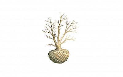 Large trees and solitary shrubs are removed from the ground with root ball, which is wrapped in a burlap sack. The root ball with sack is extra protected with a wire basket. On average, the planting time runs from late September to May. For logistical reasons it is sometimes necessary to plant the tree outside this period. By placing your order in good time, these trees with root ball can be drip irrigated in the nursery during the planting season. This enables these trees to be planted after the month of May.