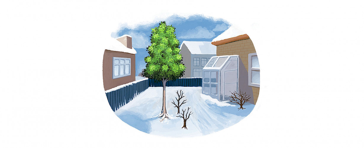 For the planting time of evergreen trees, we divide these into two categories: the leaf-wood trees and the conifers. 

Even in the winter, evergreen leaf-wood trees lose water through evaporation. When these are planted with root ball, the best planting time is during the spring. Evergreen leaf-wood trees are highly frost-sensitive; therefore, these species should never be planted during periods of frost. 

In contrast, the ideal planting time for evergreen conifers is early September. They will then generate new roots for the winter. Sequoias are an exception to this; the best time to plant these is after the period of strong easterly winds, in the second half of April.