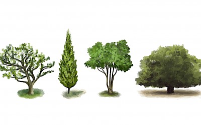 Elke boomsoort heeft een natuurlijke habitus, een slanke vorm, of eerder breed, klein of groot. Niet alleen de natuurlijk habitus van de boom bepaalt de uiteindelijke vorm van de boom. Van bepaalde boomsoorten worden zuil- of treurvariëteiten gekweekt. Een meerstammig gekweekte boom geeft een heel ander beeld dan een hoogstamboom. 

Het eindbeeld gaat al een goede indicator zijn voor de keuze van de vorm. In een kleine ruimte zou er kunnen gekozen worden voor een zuilboom, voor een raam of aan een terras kan een mooie meerstammige boom geplant worden. 

Onderaan deze pagina staan alle boomvormen verduidelijkt.