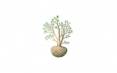 Planting trees within the right planting season is always preferable. However, sometimes this is not possible for practical reasons. If the trees can be removed from the ground with enough time before the end of the planting season, we can put them, with root ball, on our drip irrigation system. This enables the tree to be planted later in the spring or in the summer.