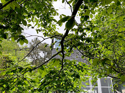 Moderne tuin - Langdorp